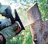 How Our Tree Care Process Works  in  Elk Plain, WA