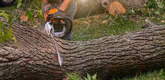 Best Arborist Consultation Services  in Elk Plain, WA