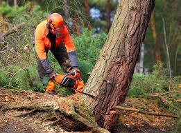 Best Tree Disease Treatment  in Elk Plain, WA