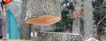 Best Tree Maintenance Programs  in Elk Plain, WA
