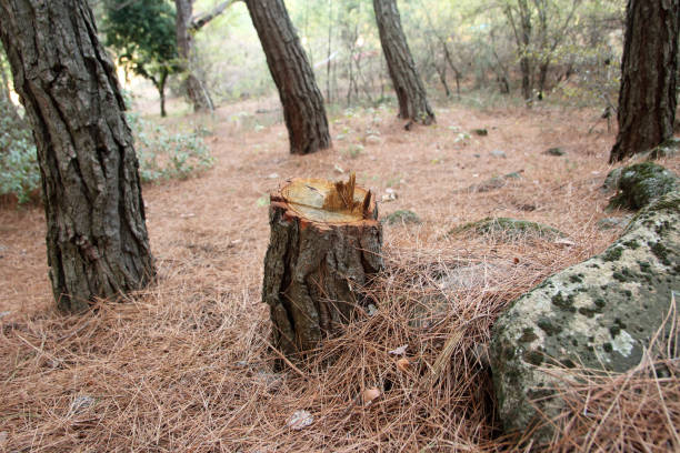 Professional Tree Care in Elk Plain, WA