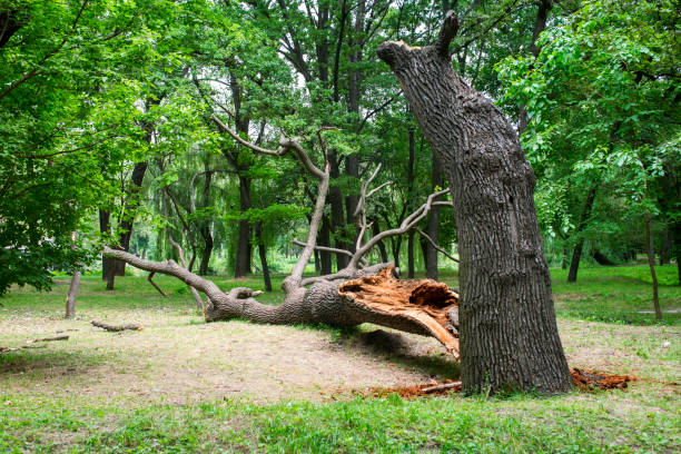 Best Tree Removal  in Elk Plain, WA