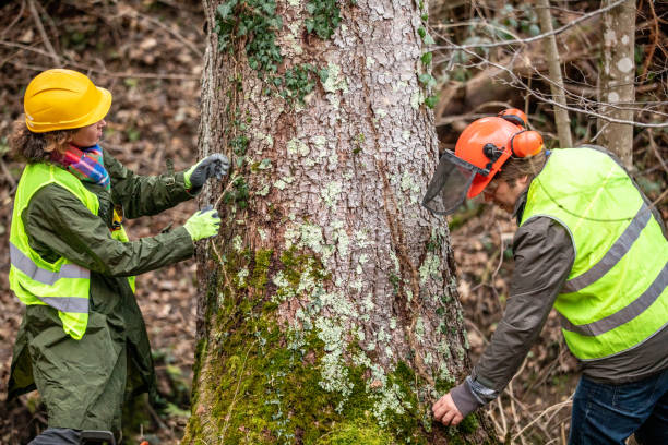Best Tree Risk Assessment  in Elk Plain, WA