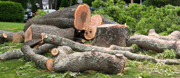 Best Hazardous Tree Removal  in Elk Plain, WA