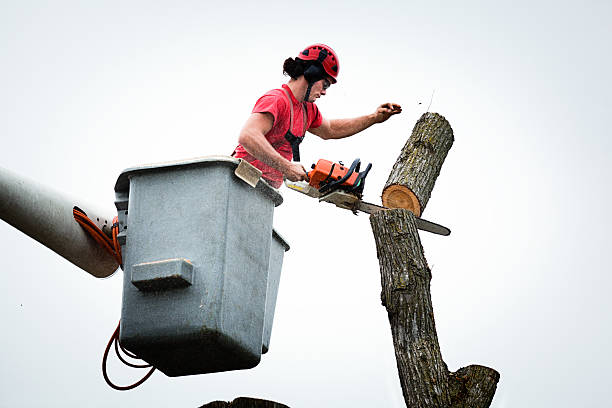 Best Tree and Shrub Care  in Elk Plain, WA