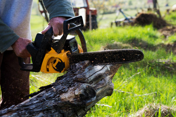 Best Stump Grinding and Removal  in Elk Plain, WA