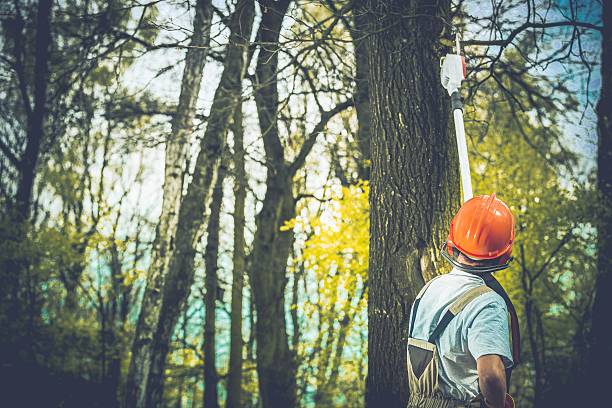 Best Firewood Processing and Delivery  in Elk Plain, WA