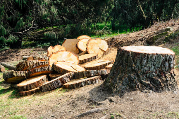 Best Emergency Tree Removal  in Elk Plain, WA